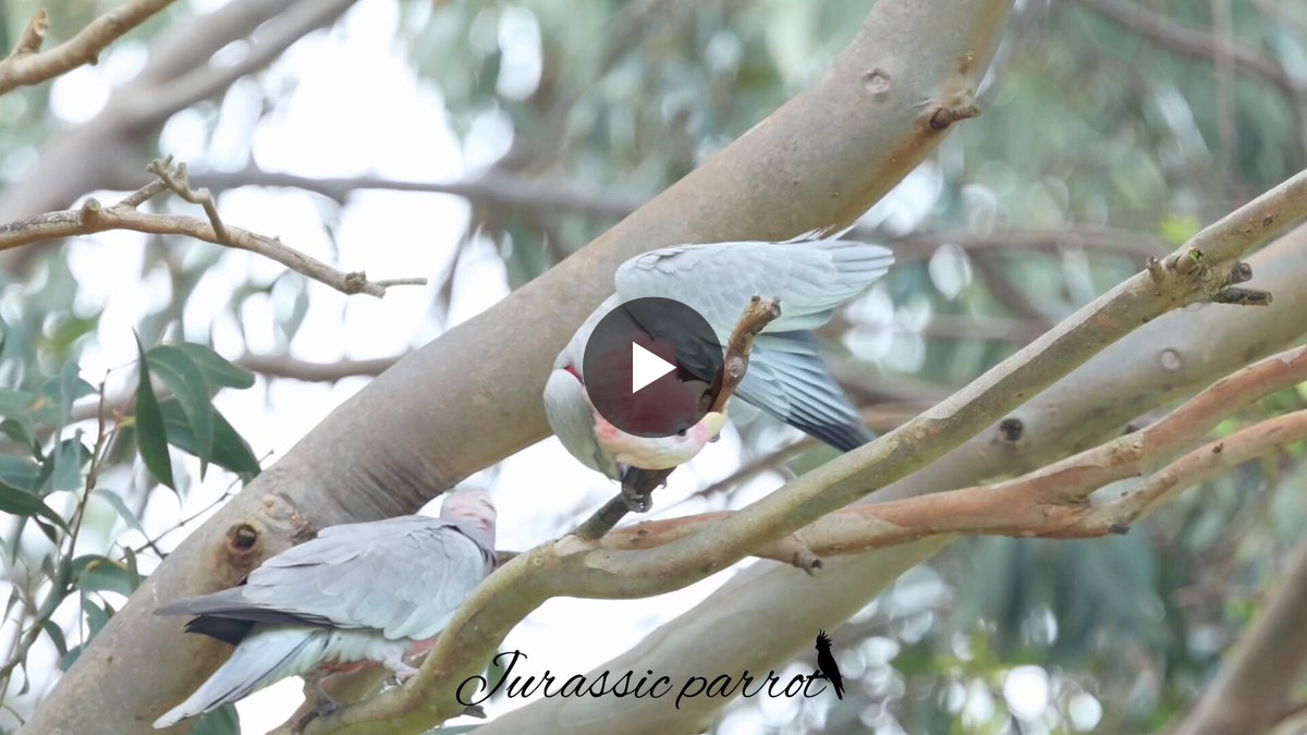 Jurassic Parrot on X: 