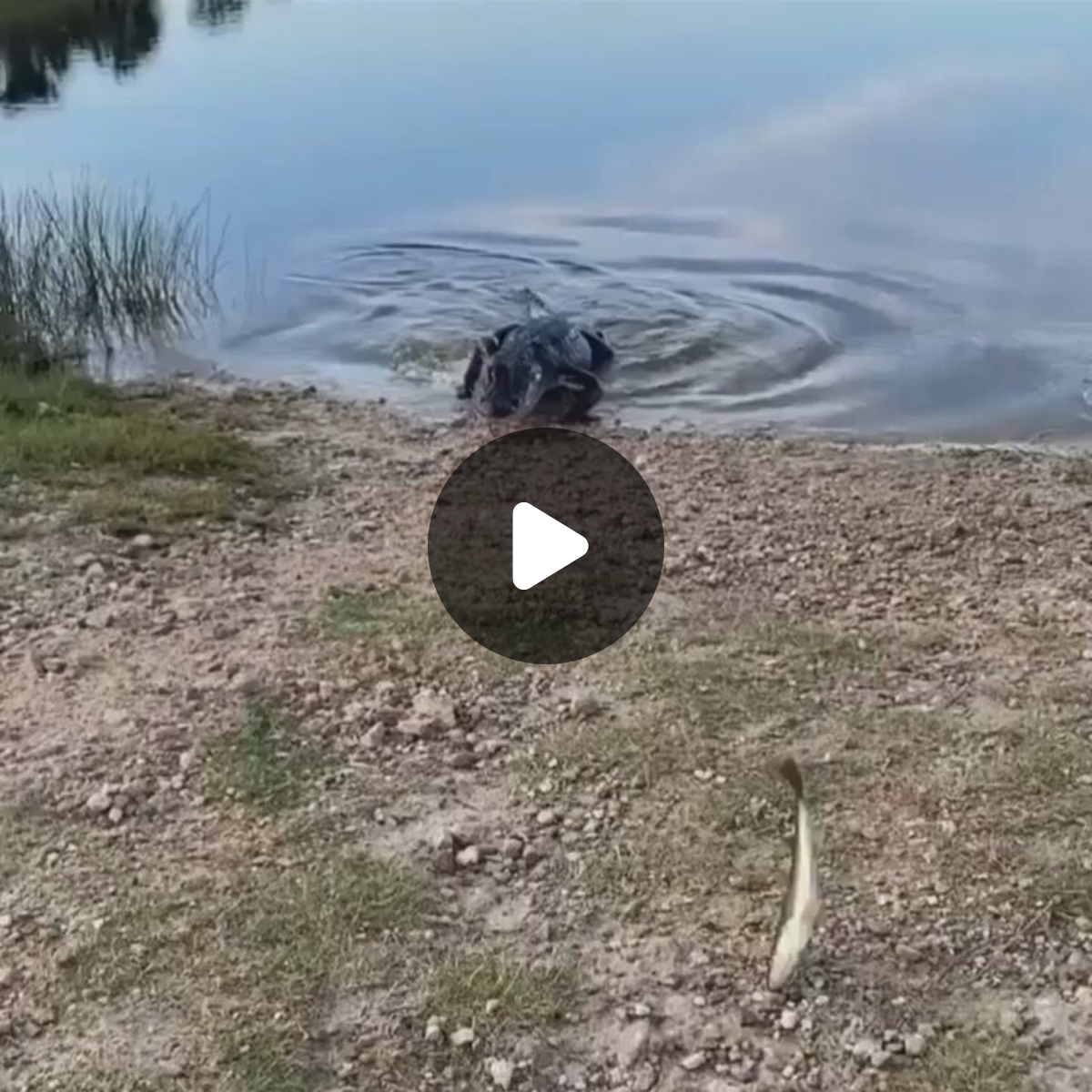 Straight Florida on X: 