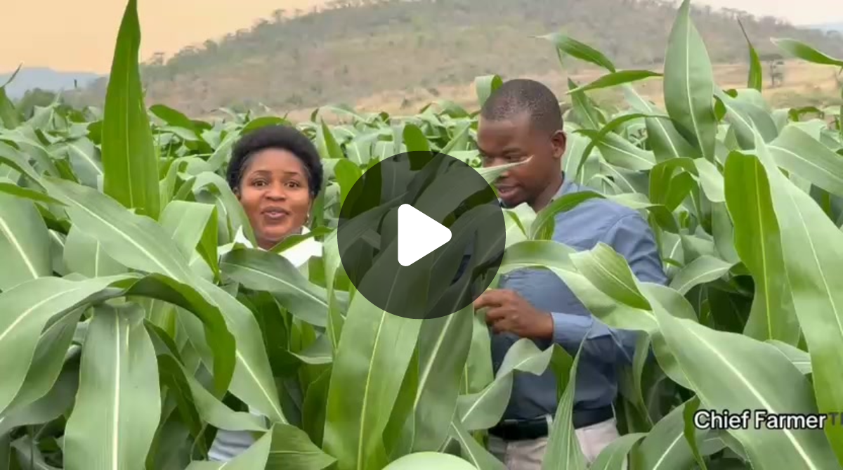 Wendy Matashu Madzura on X: 