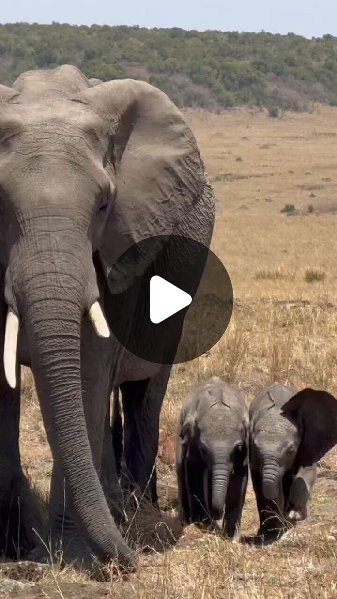 Mara Elephant Project on X: 