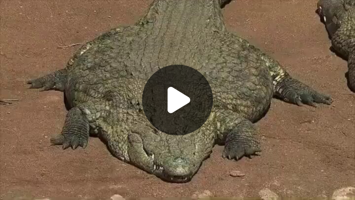 Gators Daily 🐊 on X: 