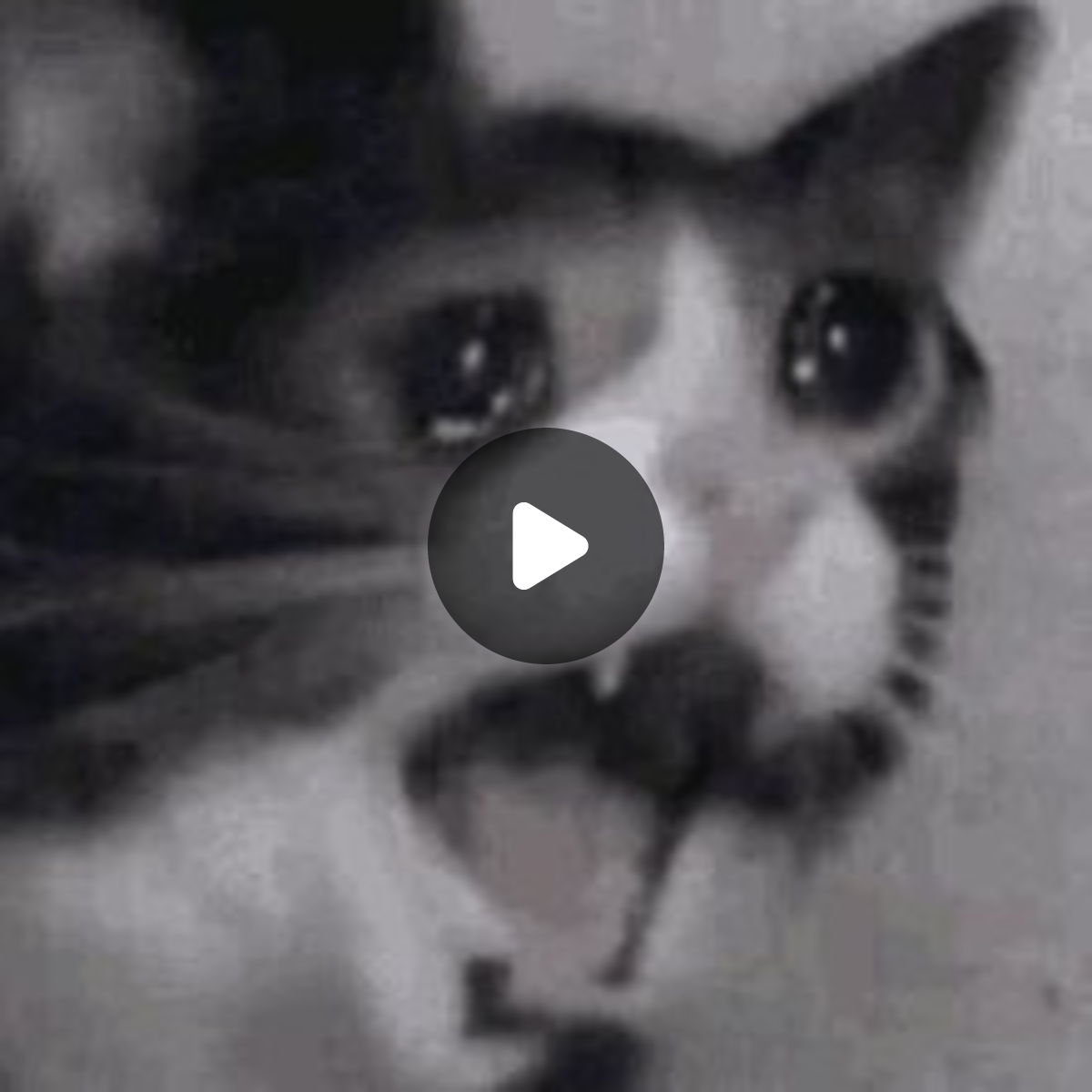 Kaela Kovalskia (カエラ) 🔨 @ホロライブ | STREAM dahlah. on X: 