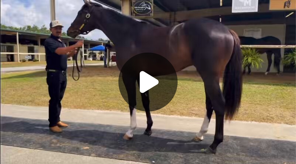 Pedro Lanz Bloodstock Agent on X: 