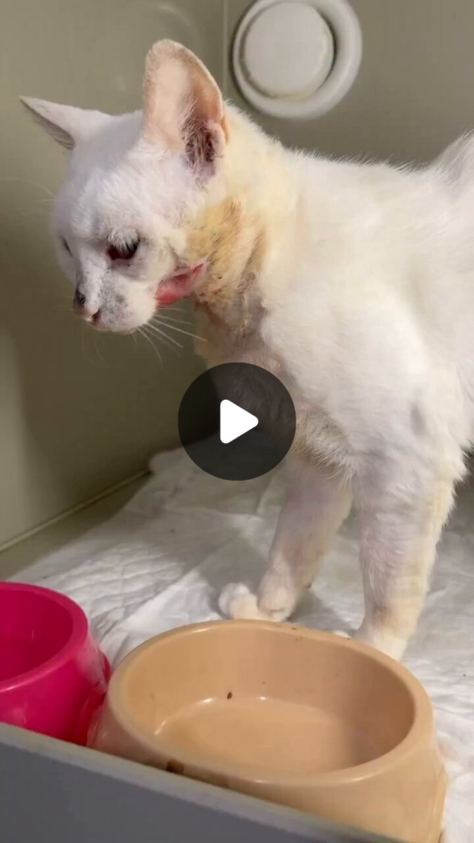 RESCUE HOME ANIMAL SANCTUARY on X: 