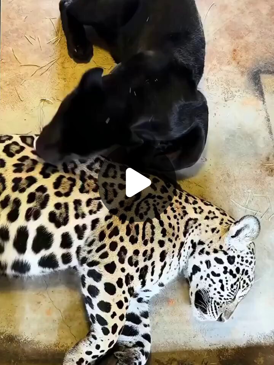 ANIMALS WORLD on X: 