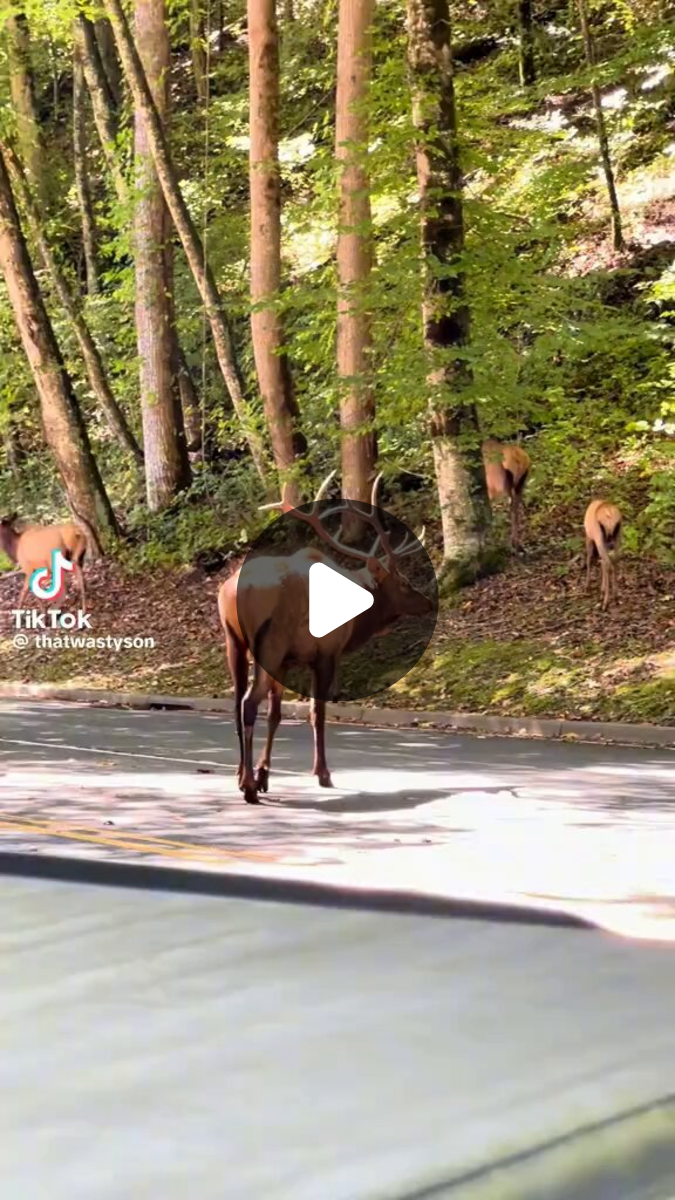 Bull Elk on X: 