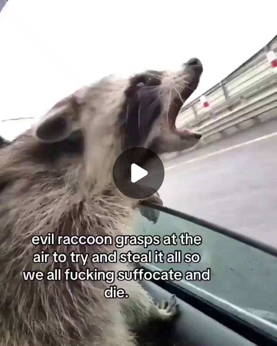 Why you should have a Raccoon on X: 