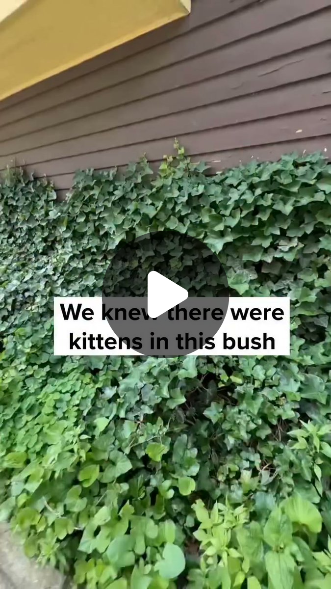 Cats of California on X: 