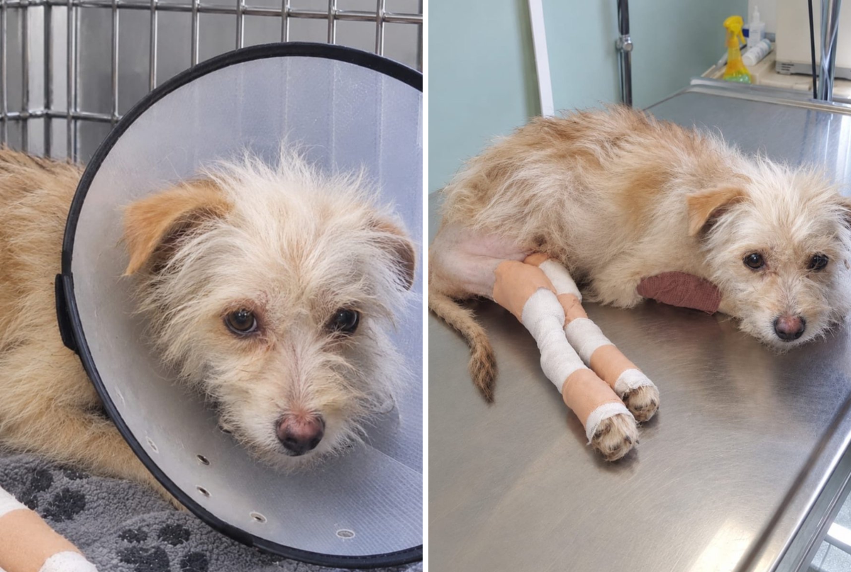 PROTECTION🐶DOGS & CATS😻(ROMA) on X: 