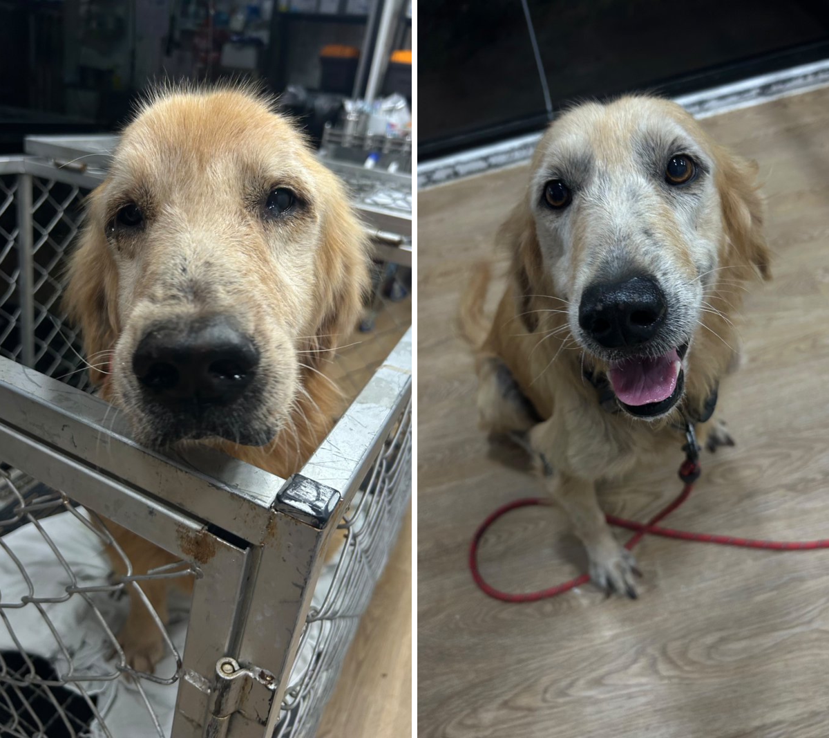 Happy Doggo on X: 