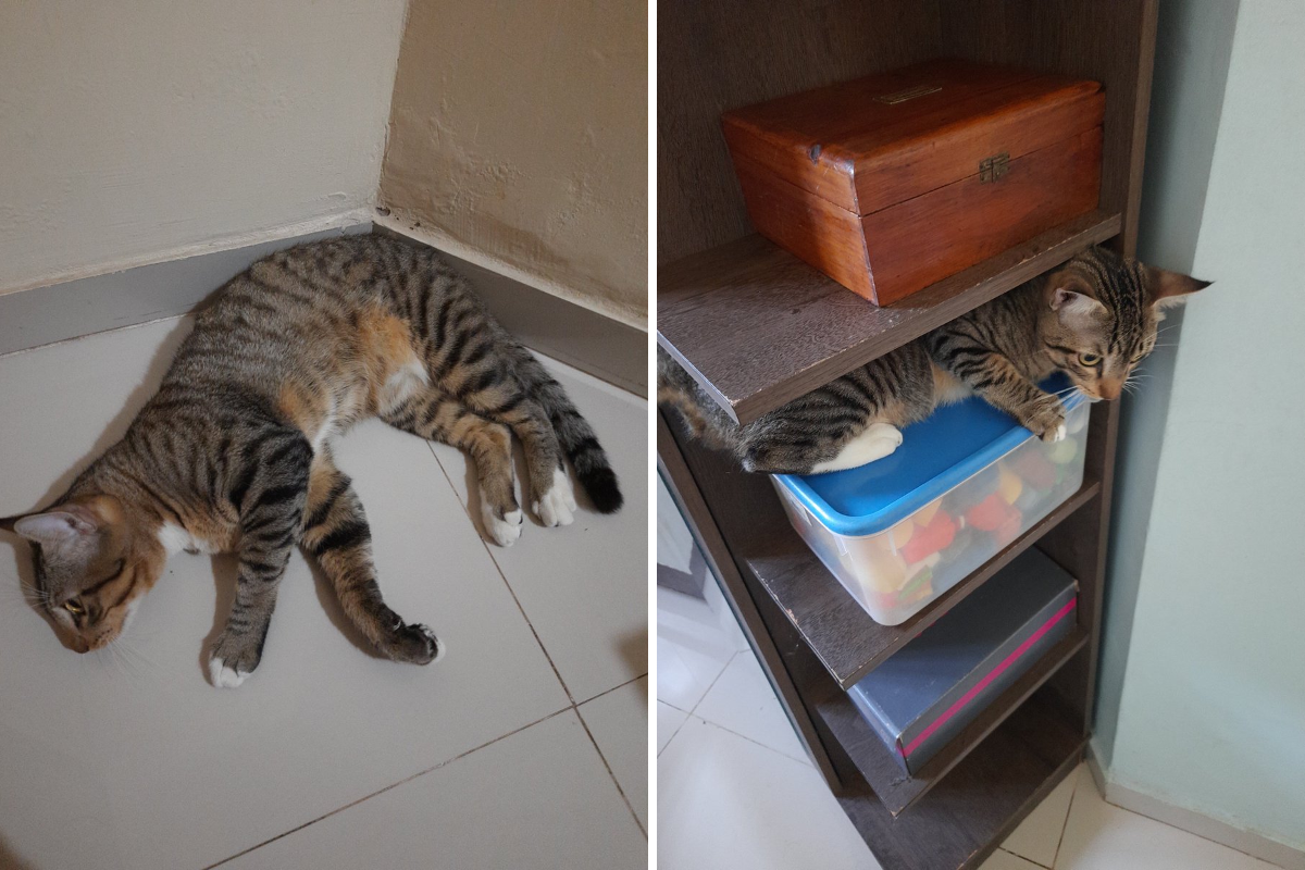 Yuu VECTOR EDITION on X: "O gato Bob" / X