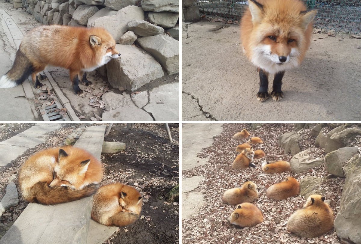 Tinka the Rainbow Fox on X: 