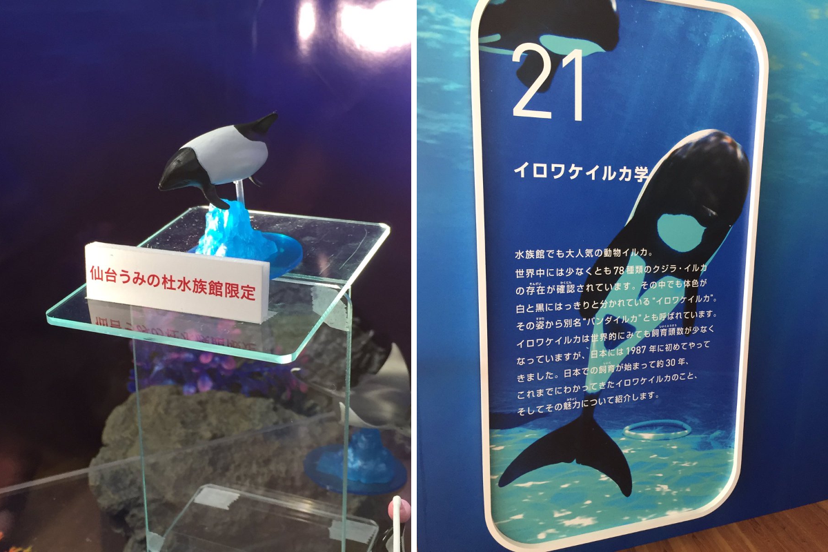 仙台うみの杜水族館公式 على X: 