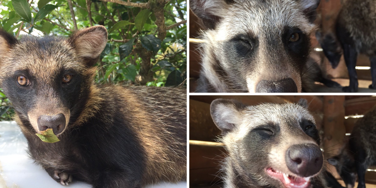 広島市安佐動物公園【公式】 on X: 