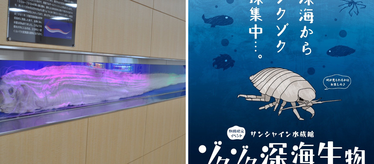 サンシャイン水族館 on X: 