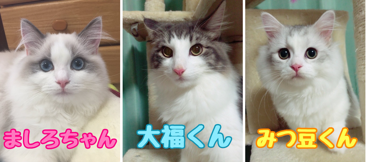 ましろ🐱 on X: 
