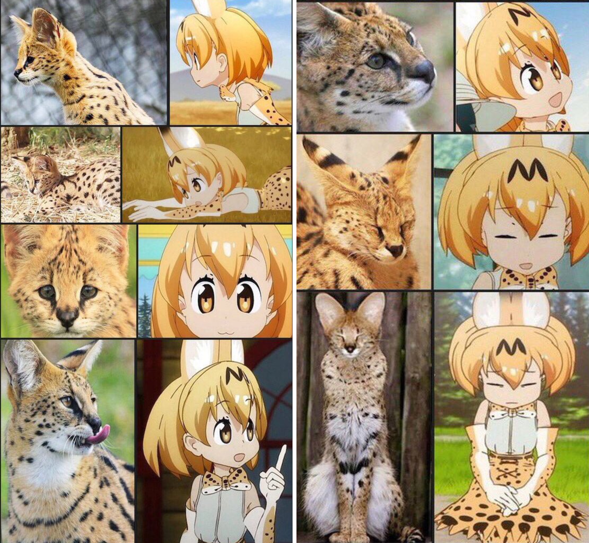 けもフレ ケモミミ ケモ耳 サーバルキャット フィギュア セット サーバル