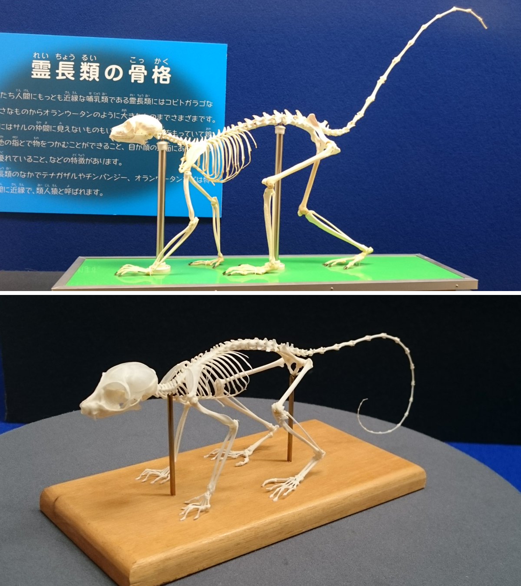 かペちょろ on X: 